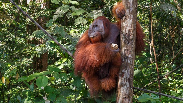 Orang Utan Tapanuli. Foto: Freepik