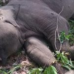 Tari si anak gajah di TN Tesso Nilo. Foto: BTN Tesso Nilo