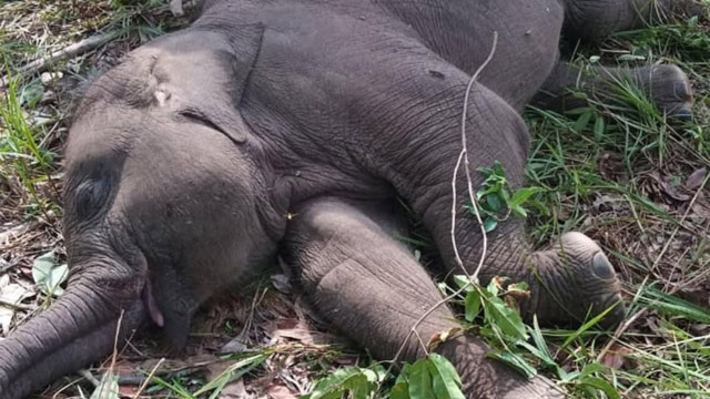Tari si anak gajah di TN Tesso Nilo. Foto: BTN Tesso Nilo
