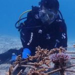 Kolaborasi KKP rehabilitasi terumbu karang di perairan Pulau Pieh. Foto: KKP