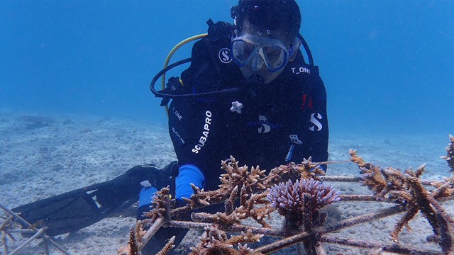 Kolaborasi KKP rehabilitasi terumbu karang di perairan Pulau Pieh. Foto: KKP