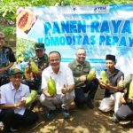 Petani Ciamis gelar panen raya pepaya calina di Hari Tani Nasional. Foto: Berita IPB