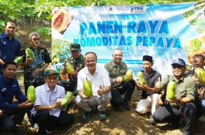 Petani Ciamis gelar panen raya pepaya calina di Hari Tani Nasional. Foto: Berita IPB