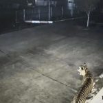 Munculnya satwa liar di permukiman jadi tanda krisis habitat di hutan. Foto: BRIN