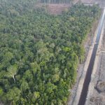 Ilustrasi hutan Merauke. Foto: Freepik