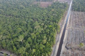 Ilustrasi hutan Merauke. Foto: Freepik