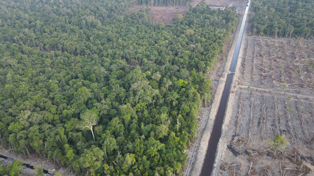 Ilustrasi hutan Merauke. Foto: Freepik