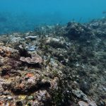 Investigasi terbaru mengungkap pertambangan nikel merusak terumbu karang Raja Ampat. Foto: Auriga Nusantara