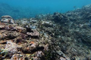 Investigasi terbaru mengungkap pertambangan nikel merusak terumbu karang Raja Ampat. Foto: Auriga Nusantara