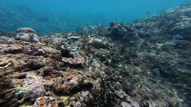 Investigasi terbaru mengungkap pertambangan nikel merusak terumbu karang Raja Ampat. Foto: Auriga Nusantara