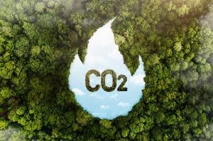 Pasar karbon Indonesia stagnan dan sepi peminat. Foto: Freepik