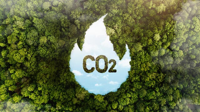 Pasar karbon Indonesia stagnan dan sepi peminat. Foto: Freepik