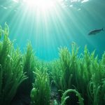 BRIN mengembangkan sistem deteksi dini penyakit ice-ice pada rumput laut. Foto: Freepik