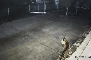 Munculnya satwa liar di permukiman jadi tanda krisis habitat di hutan. Foto: BRIN