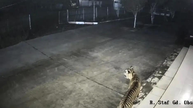 Munculnya satwa liar di permukiman jadi tanda krisis habitat di hutan. Foto: BRIN