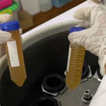 Mahasiswa UGM meniptakan plastik ramah lingkungan dari kulit pisang. Foto: Berita UGM