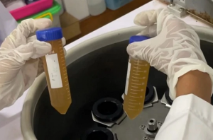 Mahasiswa UGM meniptakan plastik ramah lingkungan dari kulit pisang. Foto: Berita UGM