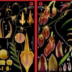 Penemuan dua spesies anggrek baru. Foto: BRIN