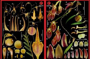 Penemuan dua spesies anggrek baru. Foto: BRIN