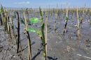 PLN Icon Plus bersama Jejakin melaksanakan kegiatan penanaman 2.500 pohon mangrove. Foto: Istimewa
