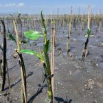 PLN Icon Plus bersama Jejakin melaksanakan kegiatan penanaman 2.500 pohon mangrove. Foto: Istimewa