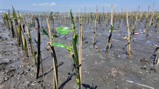 PLN Icon Plus bersama Jejakin melaksanakan kegiatan penanaman 2.500 pohon mangrove. Foto: Istimewa