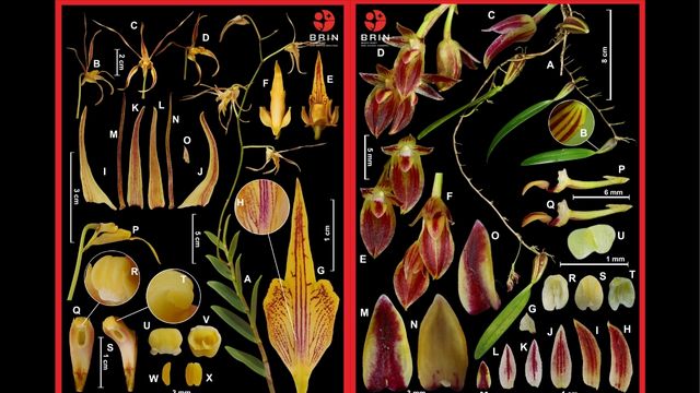 Penemuan dua spesies anggrek baru. Foto: BRIN