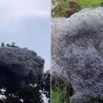 Busa berbau terbang di Subang imbas tingginya pencemaran limbah. Foto: Tiktok@infobandungselatan0