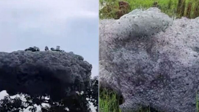 Busa berbau terbang di Subang imbas tingginya pencemaran limbah. Foto: Tiktok@infobandungselatan0