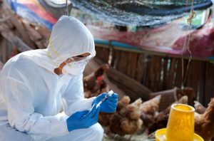 75 persen penyakit menular bersifat zoonosis. Foto: Freepik