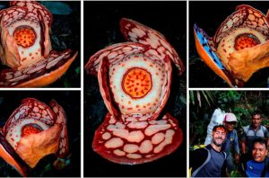 Bunga Langka Rafflesia hasseltii. Foto: BRIN