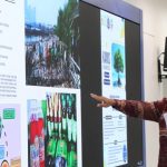 Jakarta susun pergub untuk perkuat perlindungan mangrove di pesisir. Foto: DLH DKI Jakarta