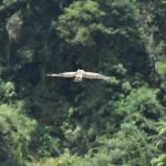 Pelepasliaran Elang Jawa Raja Dirgantara di Situgunung. Foto: Wawan Harahap/PILI Green Network