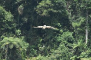Pelepasliaran Elang Jawa Raja Dirgantara di Situgunung. Foto: Wawan Harahap/PILI Green Network