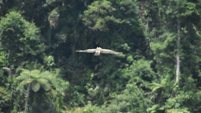 Pelepasliaran Elang Jawa Raja Dirgantara di Situgunung. Foto: Wawan Harahap/PILI Green Network