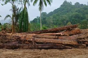 BRIN menyelidiki asal kayu yang terbawa banjir dan longsor di Sumatra. Foto: BRIN