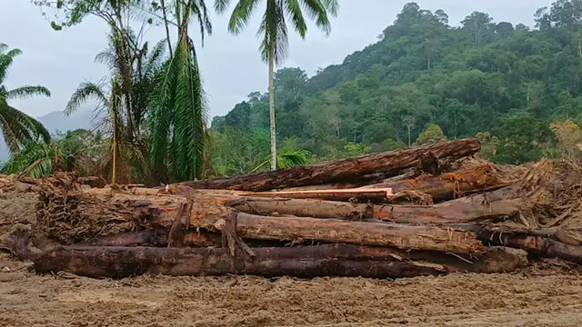 BRIN menyelidiki asal kayu yang terbawa banjir dan longsor di Sumatra. Foto: BRIN