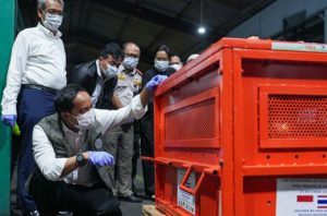 Kemenhut pulangkan empat orang utan korban perdagangan ilegal dari Thailand. Foto: Kemenhut