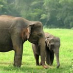 Peneliti IPB menyatakan bahwa Pulau Sumatra mengalami kehilangan biodiversitas tertinggi. Foto: Freepik