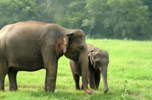 Peneliti IPB menyatakan bahwa Pulau Sumatra mengalami kehilangan biodiversitas tertinggi. Foto: Freepik