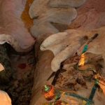 Perut satwa penuh sampah. Foto: Ecoton