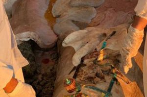 Perut satwa penuh sampah. Foto: Ecoton