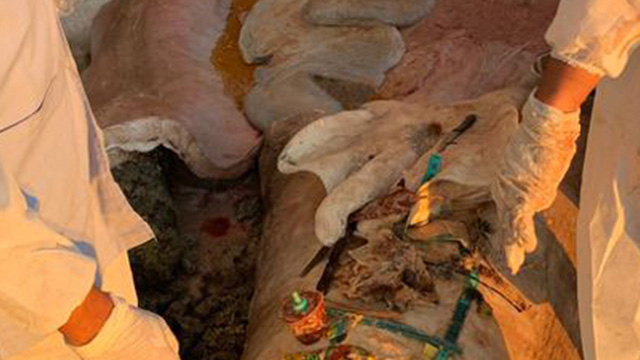 Perut satwa penuh sampah. Foto: Ecoton