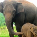 Kematian Gajah Sumatra telah menguak besarnya kerusakan hutan Sumatra. Foto: Inaturalist