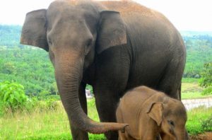 Kematian Gajah Sumatra telah menguak besarnya kerusakan hutan Sumatra. Foto: Inaturalist