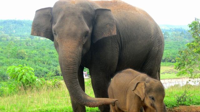 Kematian Gajah Sumatra telah menguak besarnya kerusakan hutan Sumatra. Foto: Inaturalist