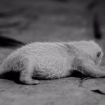 Bayi panda Satrio Wiratama. Foto: Instagram @taman_safari