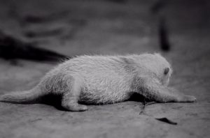 Bayi panda Satrio Wiratama. Foto: Instagram @taman_safari