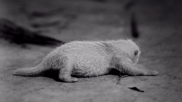 Bayi panda Satrio Wiratama. Foto: Instagram @taman_safari