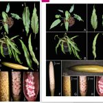 Sepanjang 2025, ITB-BRIN berhasil mengungkap 12 spesies tumbuhan baru. Foto: Berita ITB